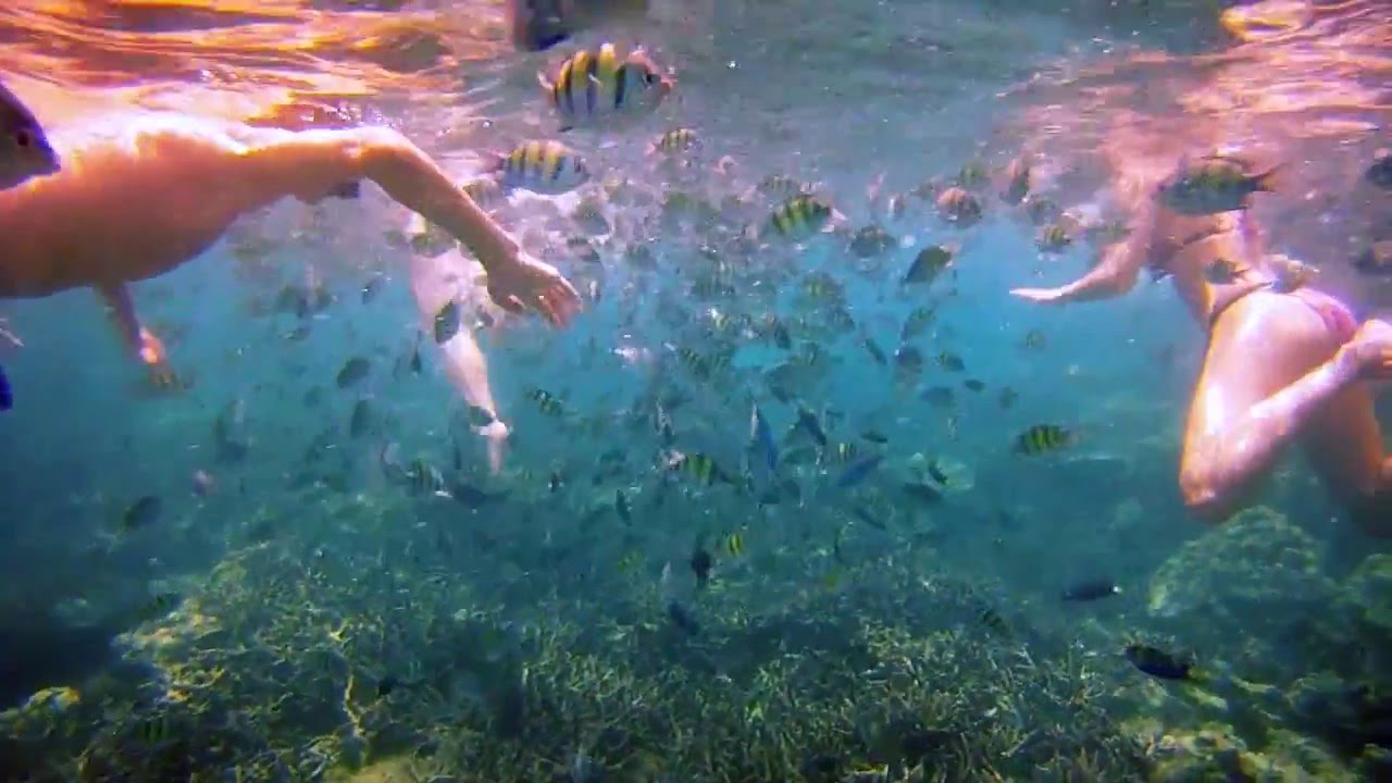 Snorkeling in Phi Phi Islands - Thailand