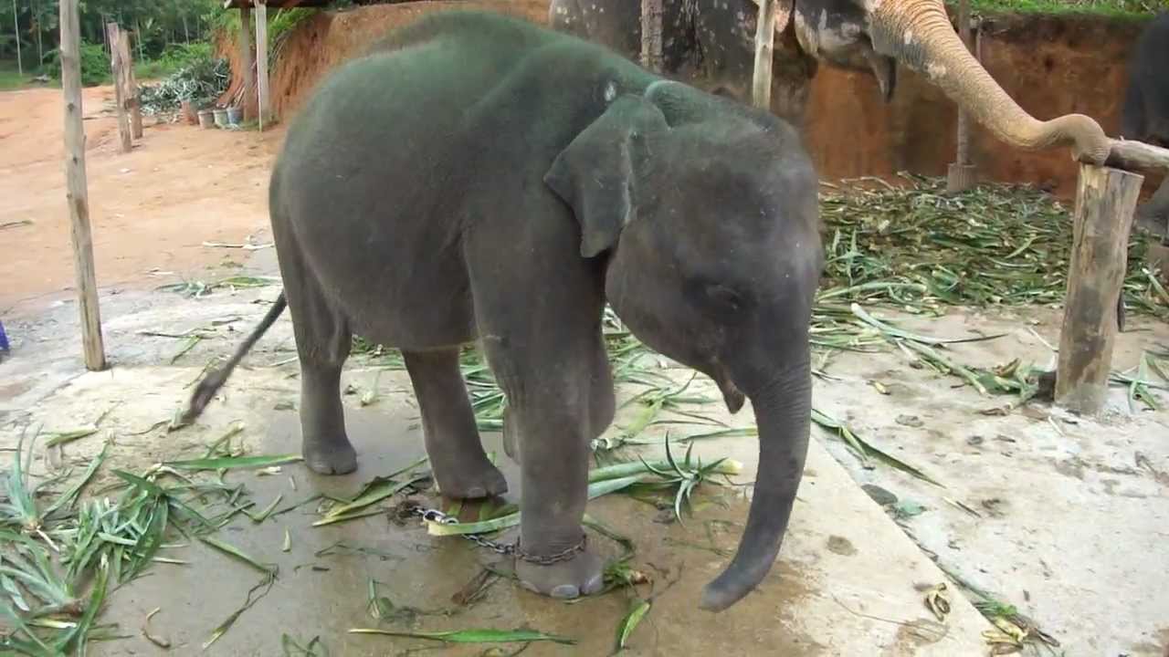Riding and Feeding Elephants in Thailand